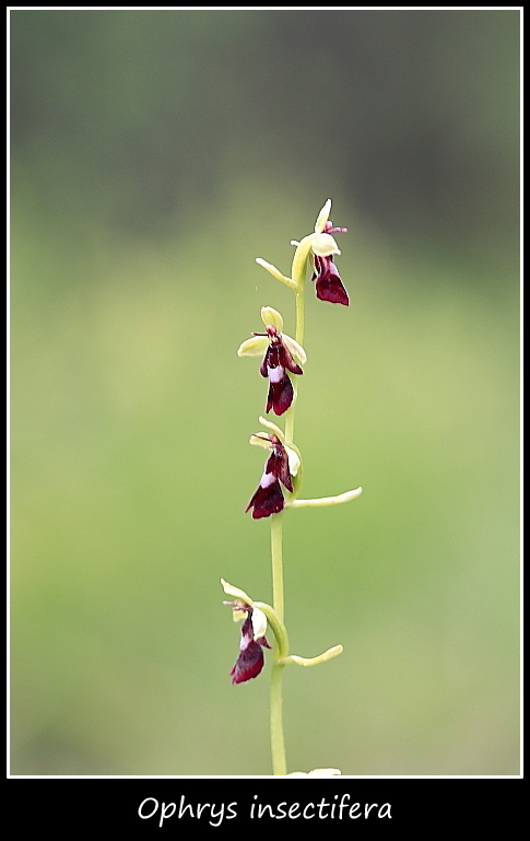 Orchidee dall''alto Friuli